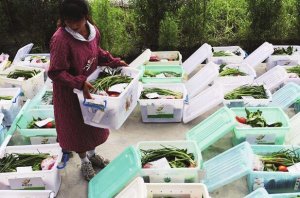 如今綠色蔬菜無公害已經得到大家認可了